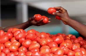 Sad: TN farmers dump tomatoes in lake Sad: TN farmers dump tomatoes in lake