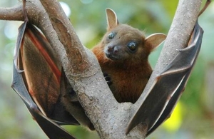 Important things to know about Nipah virus