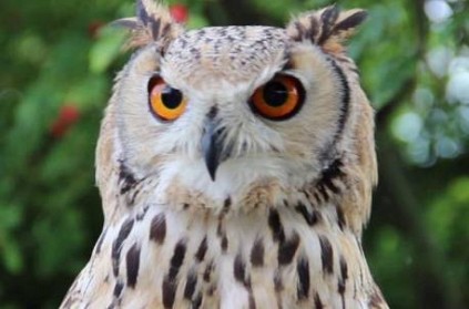 Delhi - Man watches YouTube video and kills owl to attract woman