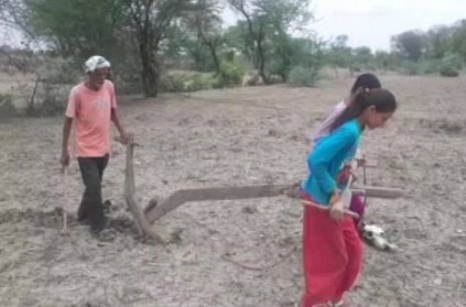 Farmer's daughters plough field, instead of oxen