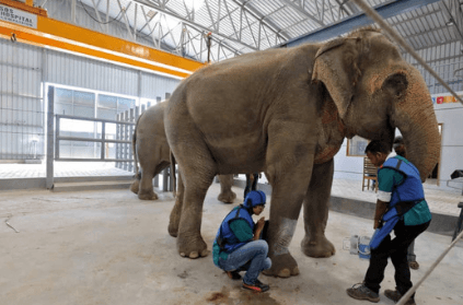 India gets its first hospital for elephants
