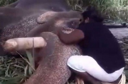 Kerala man puts elephant to sleep by singing lullaby