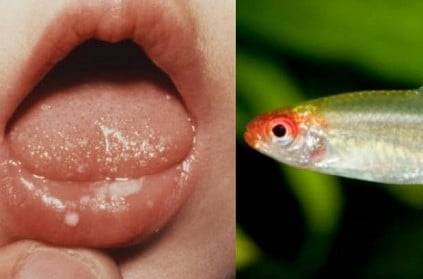 Mother keeps live fish in 5-month babys mouth -Reason will shock you