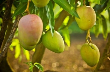 Seven-year-old killed for stopping mango thief