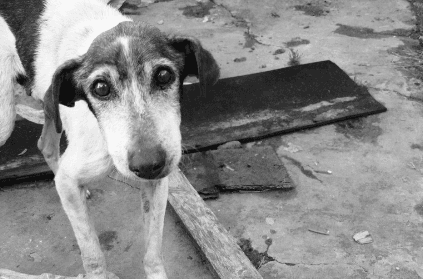 Stray dog gangraped by four men in Mumbai