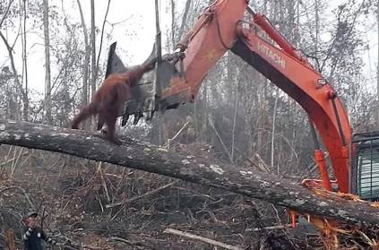 Orangutan tries to defend its home from loggers