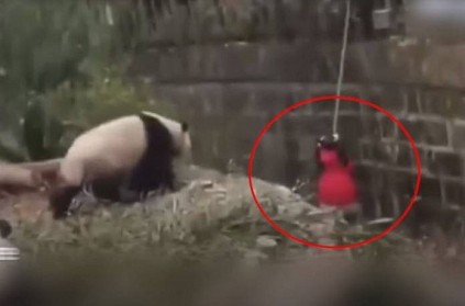The 8-year-old girl fell into Giant Panda Pit in china The 8-year-old girl fell into Giant Panda Pit in china