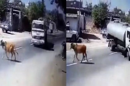 Watch Video: Lorry gets nearly overturned and saves a cow goes viral