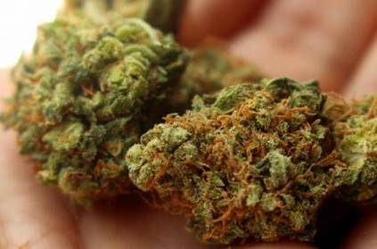Colorado - Thieves end up stealing oregano instead of marijuana