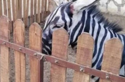 Egypt zoo paints donkey black and white to pass it off as zebra