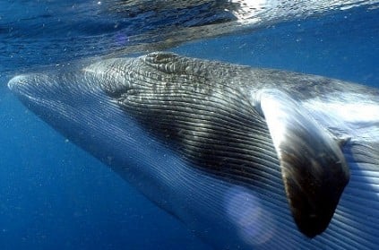 Shocking - More than 120 pregnant whales killed in the name of research