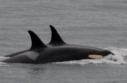 Mother whale carries dead calf for 17 days and finally parts with it