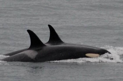 Mother whale carries dead calf for 17 days, finally lets go