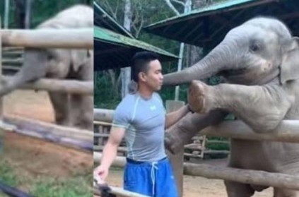 Watch baby elephant persuade caretaker to stop work and play