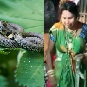 Shocking: Actress passes away after snake bites her